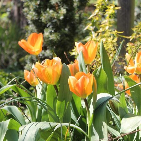 Maison Mille Fleurs Sankt Julian Εξωτερικό φωτογραφία