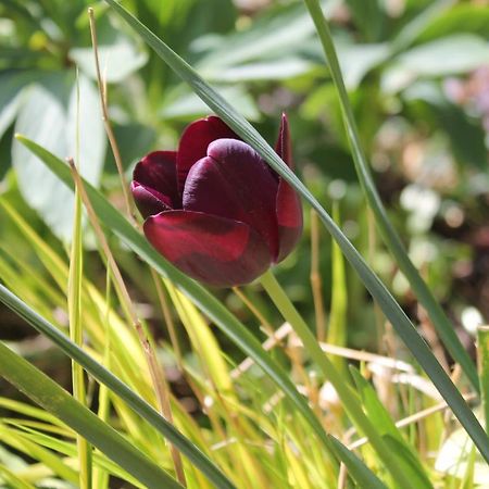 Maison Mille Fleurs Sankt Julian Εξωτερικό φωτογραφία