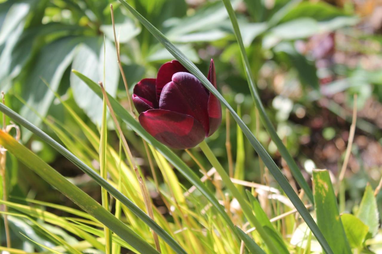 Maison Mille Fleurs Sankt Julian Εξωτερικό φωτογραφία