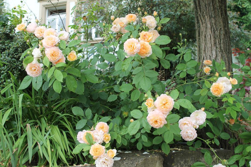 Maison Mille Fleurs Sankt Julian Εξωτερικό φωτογραφία