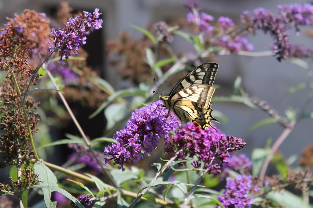 Maison Mille Fleurs Sankt Julian Εξωτερικό φωτογραφία