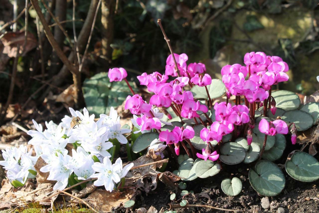 Maison Mille Fleurs Sankt Julian Εξωτερικό φωτογραφία